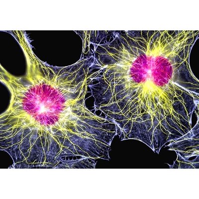 Researchers have revealed stem cells in unexpected places 