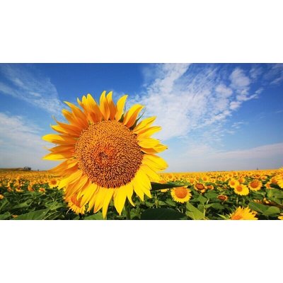 Safe and effective analgesic derived from sunflower 