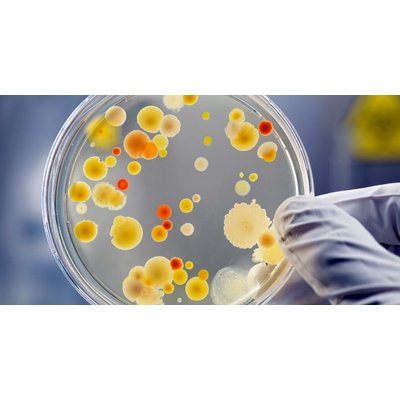 Staphylococcus aureus may be a cure