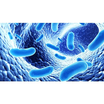 Intestinal microflora can affect human behavior
