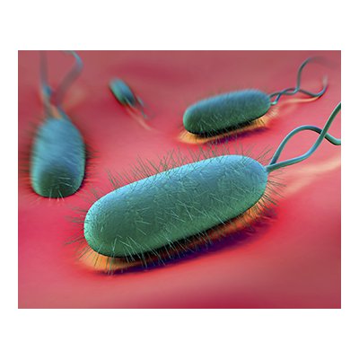 Cholesterol analog can be used to fight H. pylori infection