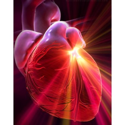 Researchers have managed to restore the heart muscle
